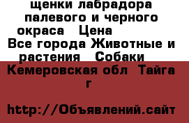 щенки лабрадора палевого и черного окраса › Цена ­ 30 000 - Все города Животные и растения » Собаки   . Кемеровская обл.,Тайга г.